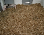 Stroh mit Ferkeln